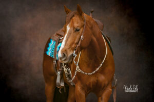 Equine Black Background session