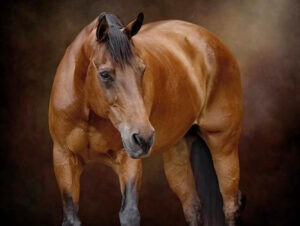 Black Background Horse Portrait Session