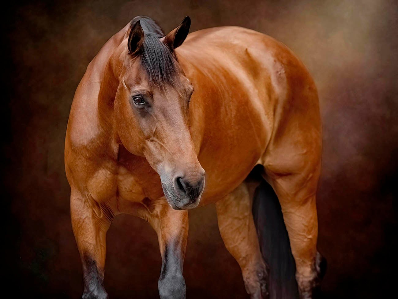 Fine art horse portrait
