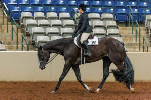 Horse dressage rider