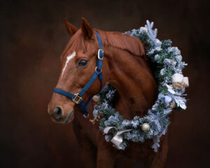 Equine Christmas Wreath Black Background