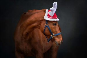 Equine Christmas Wreath Black Background