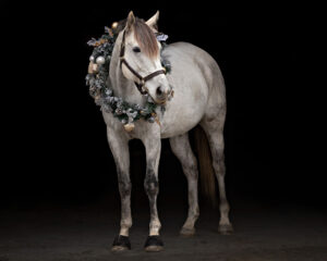 Equine Christmas Wreath Black Background