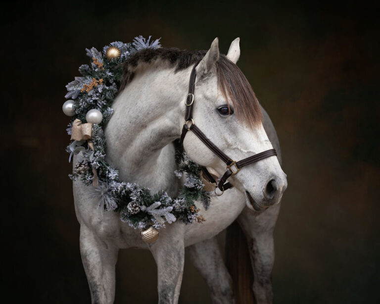 Equine Christmas Wreath Black Background