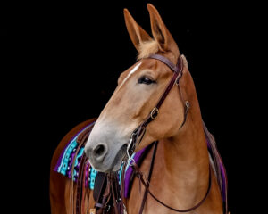 sorrel Mule Black Background Portrait