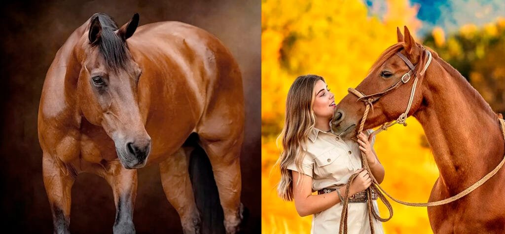 Find Your Horse Photographer 6 Secrets To Find The Perfect Match find-your-horse-photographer-6-secrets-to-find-the-perfect-match