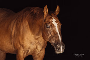 Black Background Portrait Horse