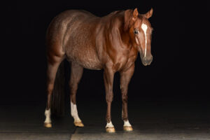 Horse Black Background Equine