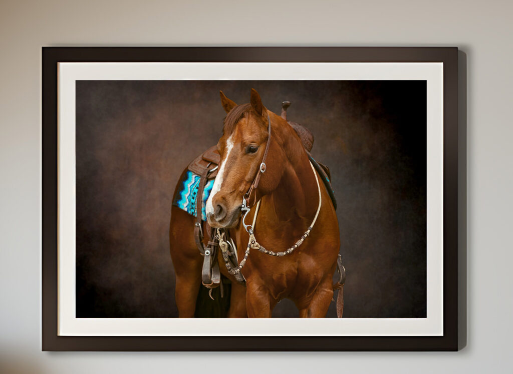 Horse Portrait Photos