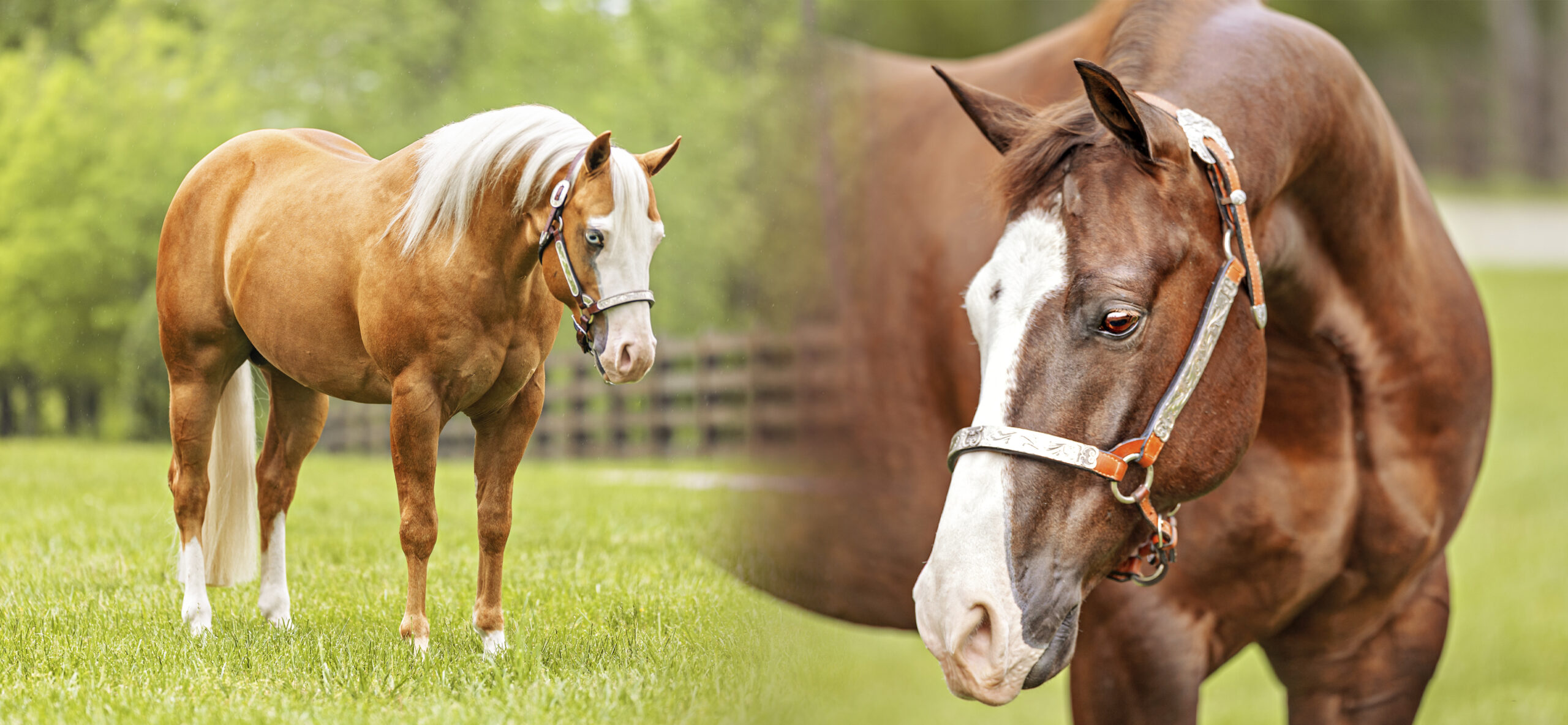 Mastering your Horse Sale Photos