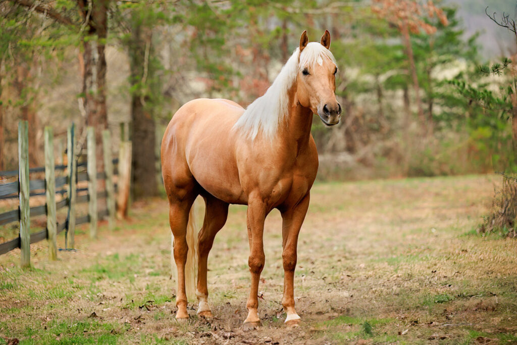 Mastering Equine Photography: Tips for Snapping Stunning Horse Sale Photos
