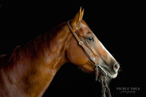 Black Background Portrait Horse