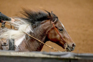 working reined cow horse - NRCHA