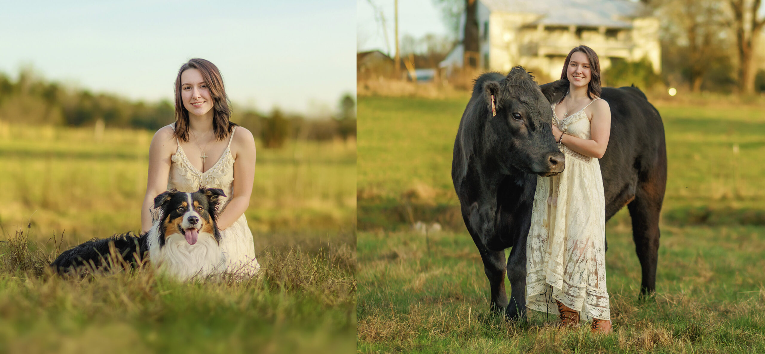 highschool Senior Pictures with cows