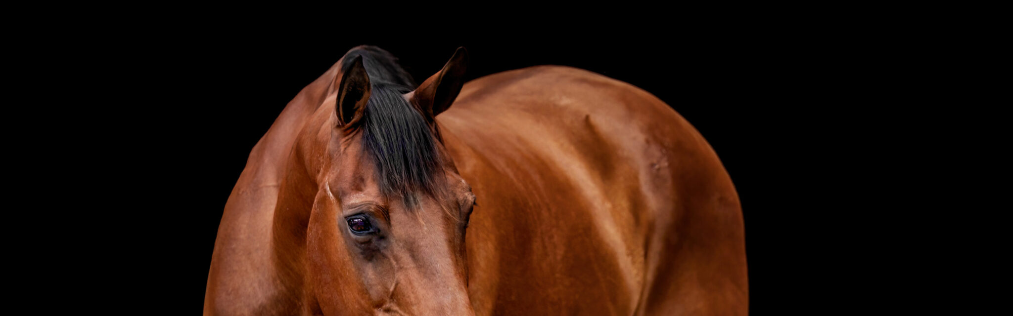 Picture-Perfect Prep Guide for Stunning Horse Photos