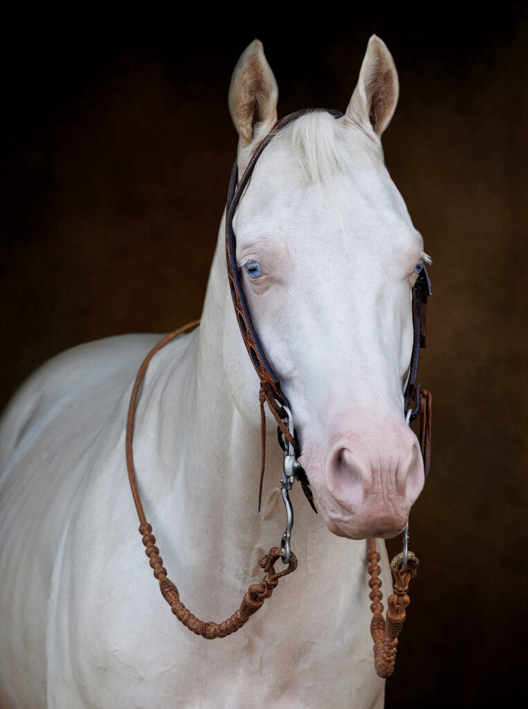 Black Background Portrait Horse