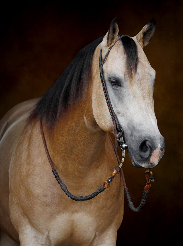 Black Background Western Portraits Horse