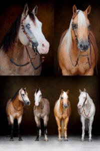 Prep Guide for Stunning Horse Photos