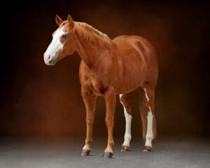 Painterly Black Background Horse full body