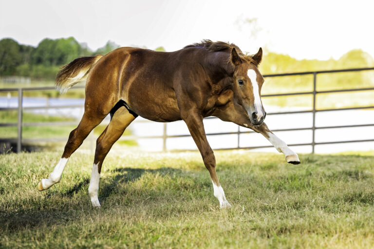 10 Essential Tips for Preventing Colic in Horses