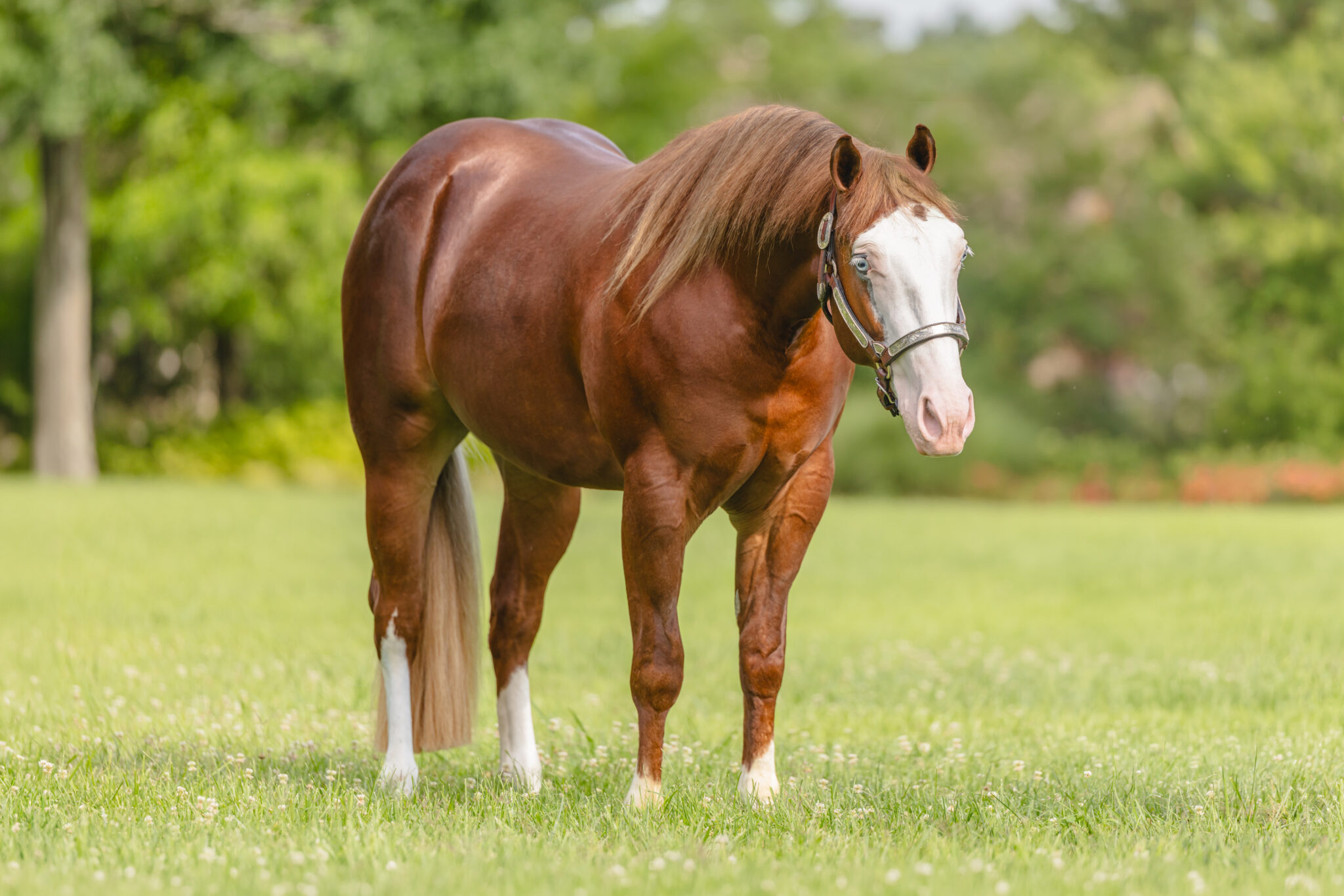 Horse Conformation Photos for Sale 