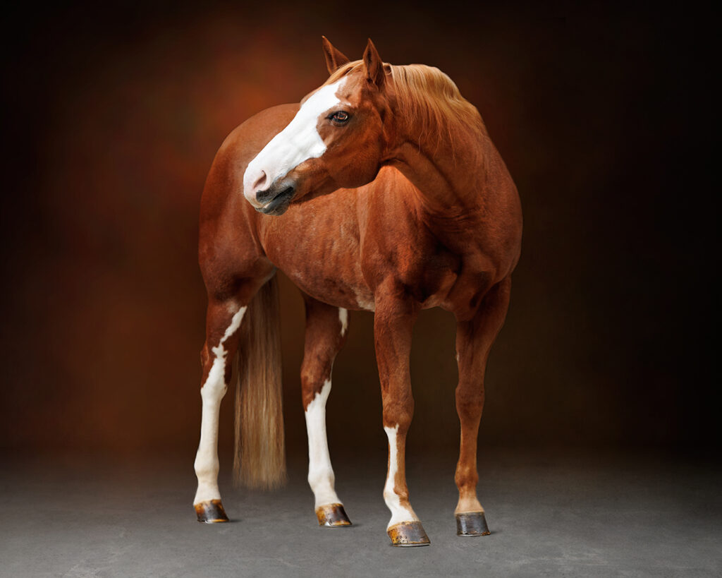 Elegant portrait of a horse standing against a deep black background.