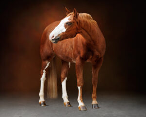 Painterly Black Background Horse full body