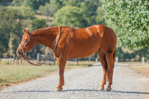 Horse Conformation Photo