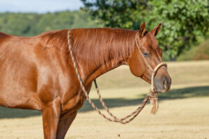 Horse Conformation Photo