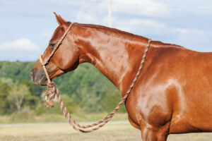 Horse Conformation Photo