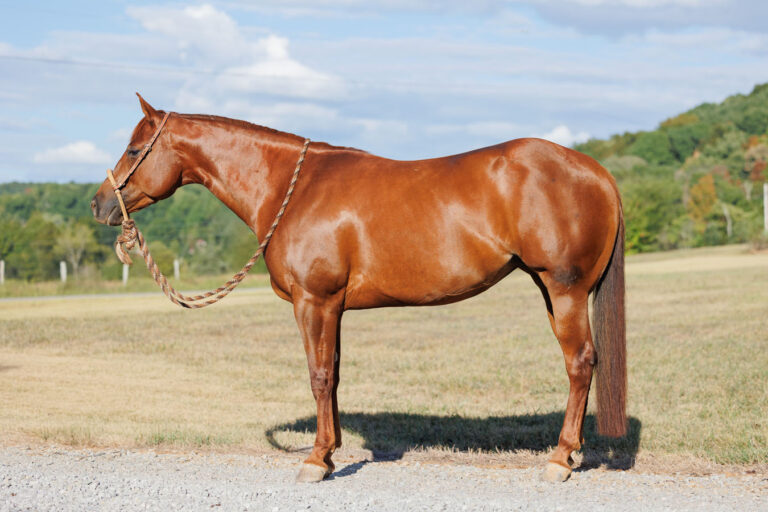 Horse Conformation Photo