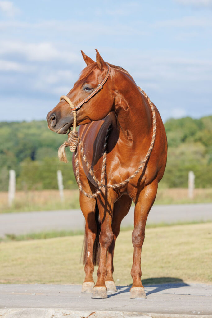 Horse Conformation Photo