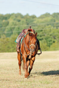 Horse walking field