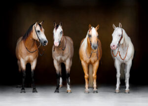 Horse Photographer