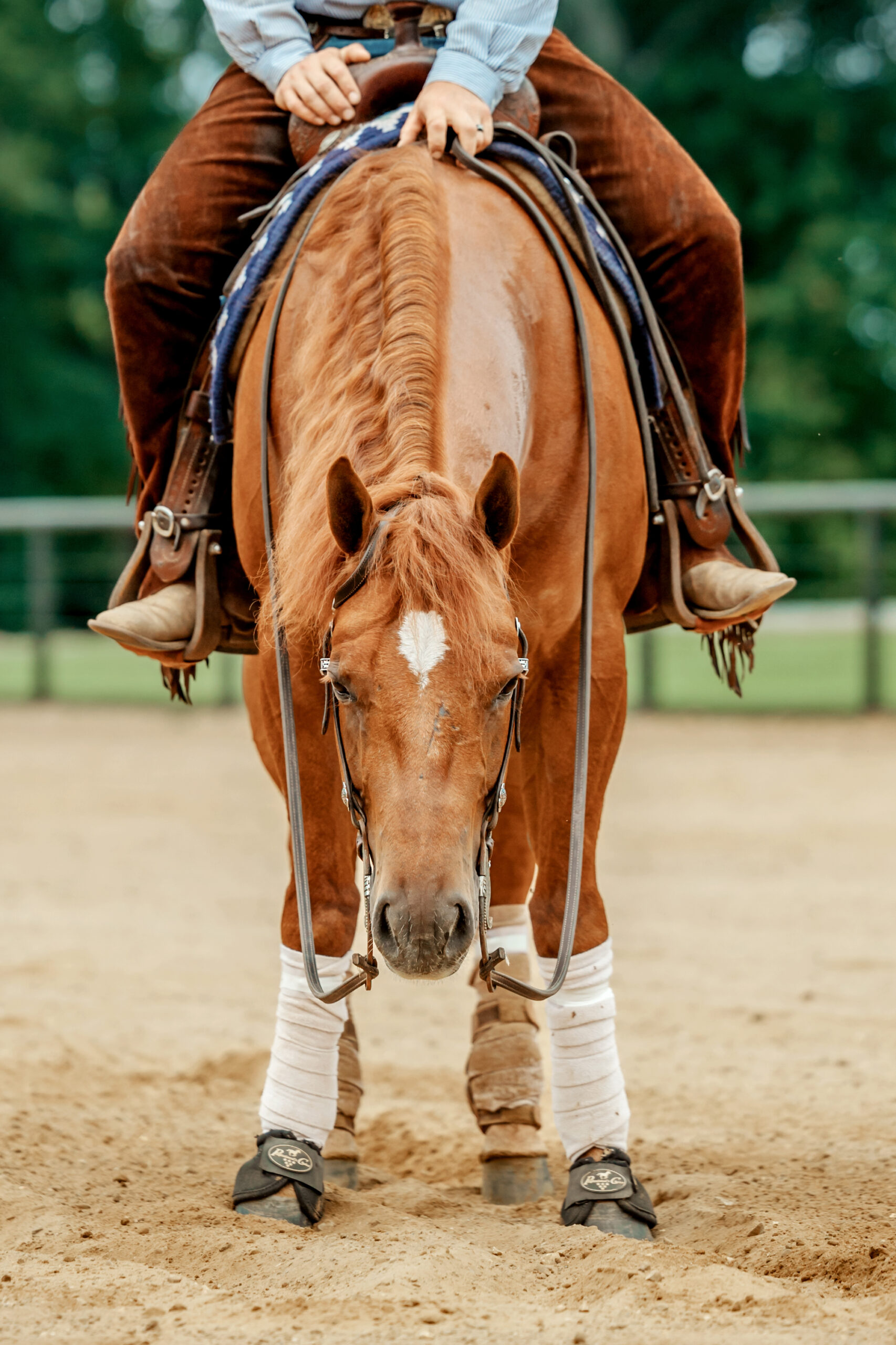 Equestrian Chattanooga