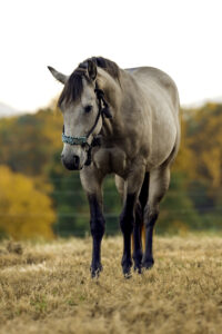 family photoshoot with horses in Tennessee