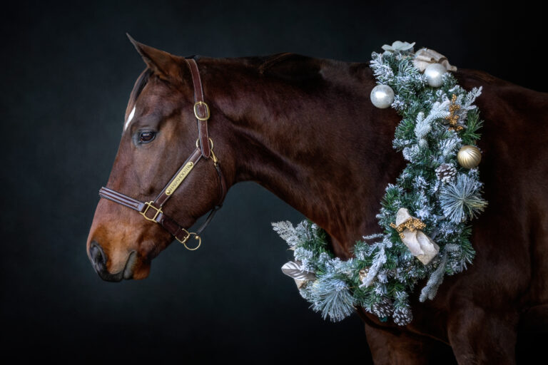Holiday Spirit: Equine Christmas Wreath Photoshoots