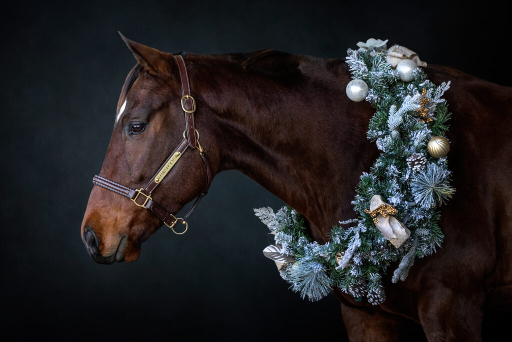 horse wearing a festive Christmas wreath, standing out against a black background