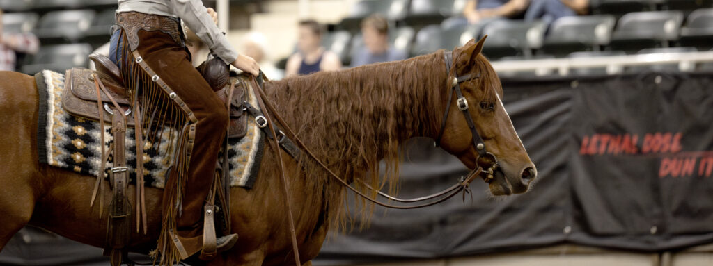 chattanooga horse shows