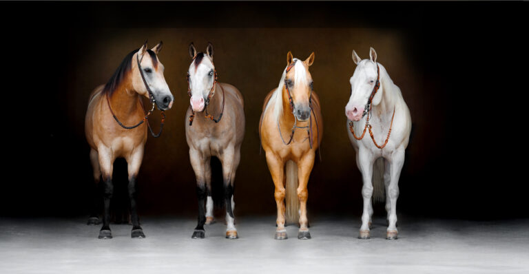 Horse Photographer, Equine Fine Art Portrait