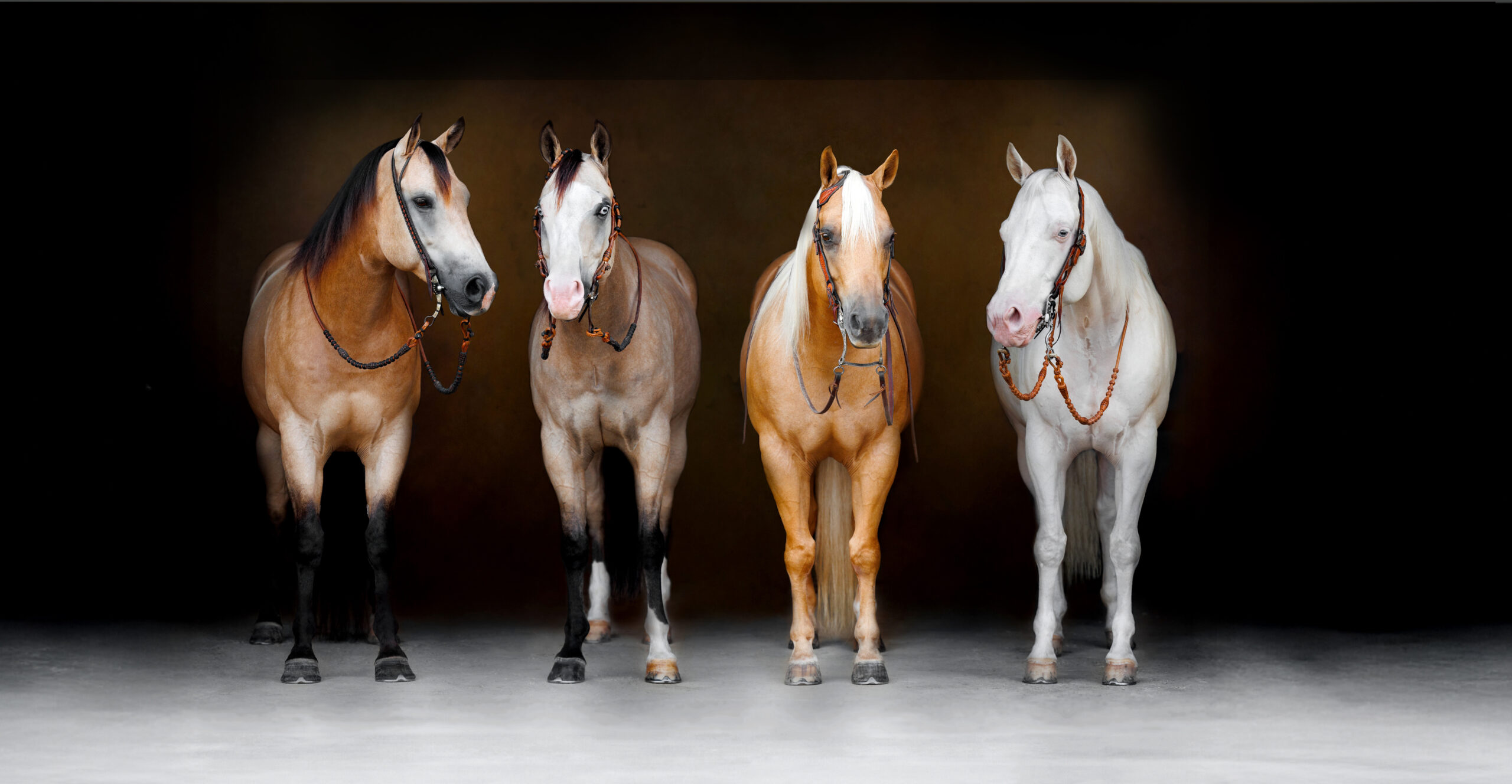 Horse Photographer, Equine Fine Art Portrait