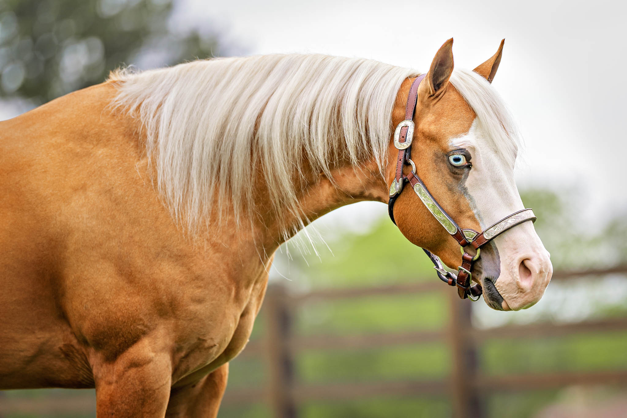 Horse head palomino