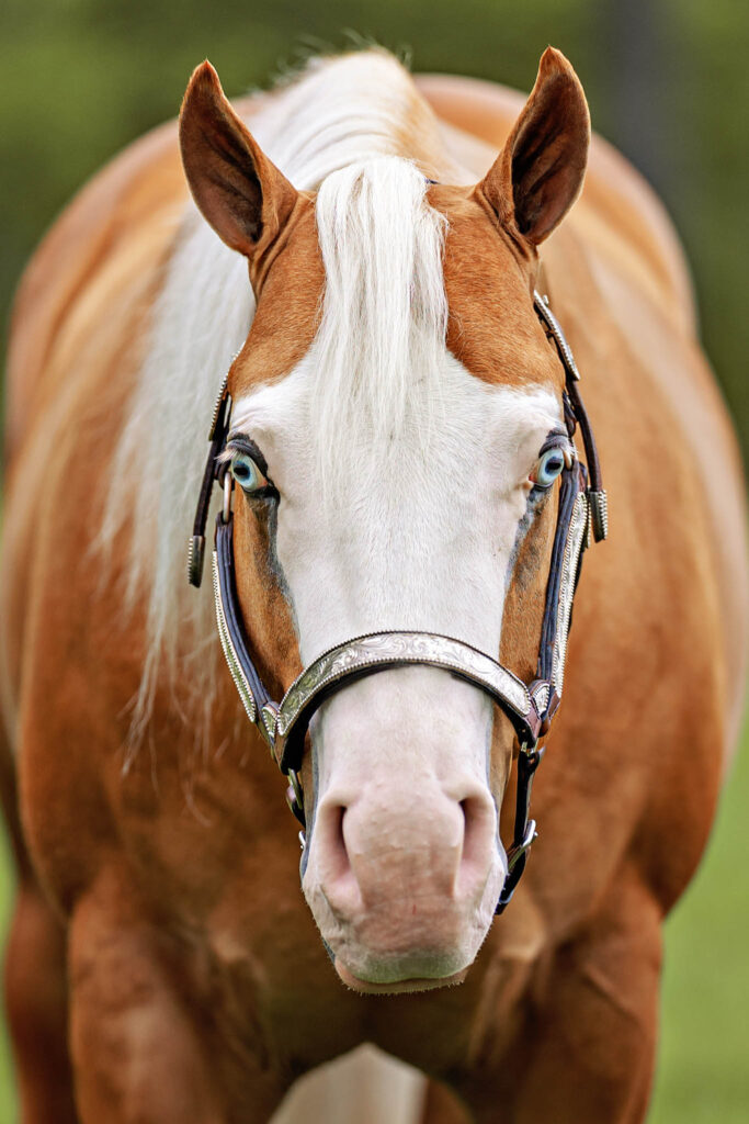 Horse Photography Service