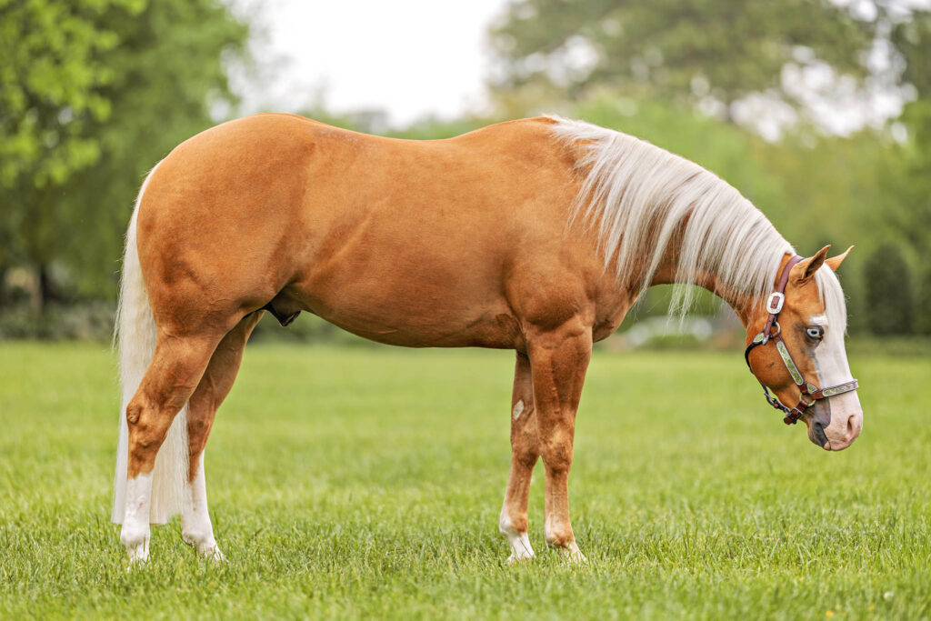 Sale Horses