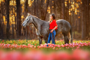 Highschool Senior girl standing in a tulip field and a gray horse at sunset