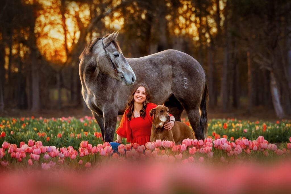 High school senior with her dog and gray horse in a tulip field at sunset