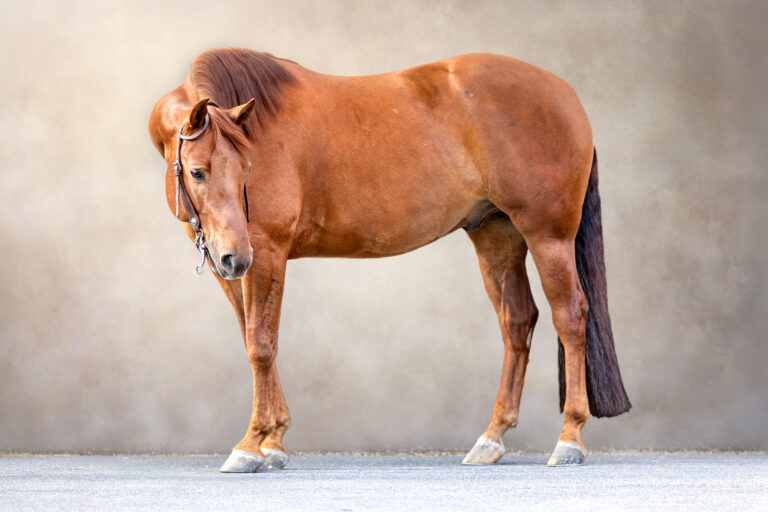 Reining horse captured in a fine art style with a painterly background, showcasing elegant detail.