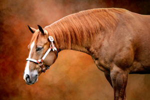 fine art painterly background head shot horse