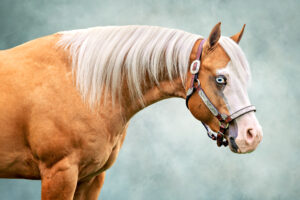 fine art painterly background head shot horse