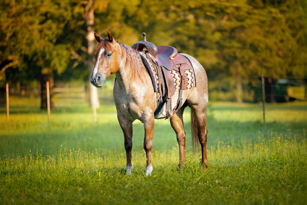 Conformation Photo Ranch Horse